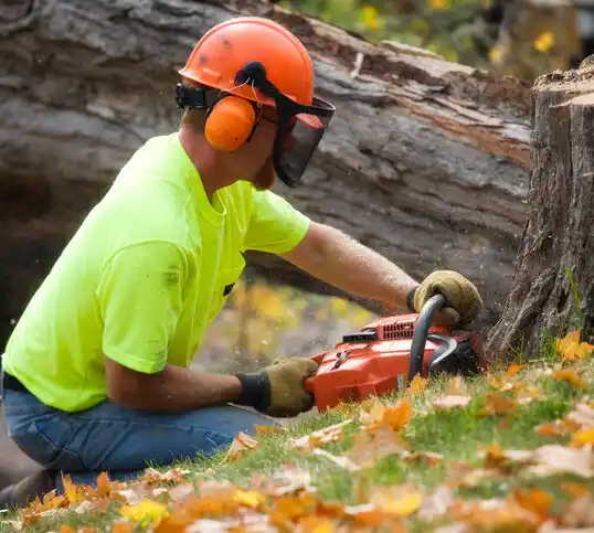 tree services North Scituate